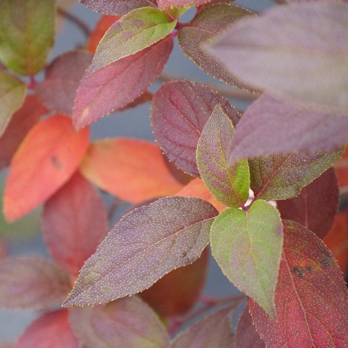 Hydrangea Paniculata 'firelight Tidbit' - View 36 from www redcrocus com