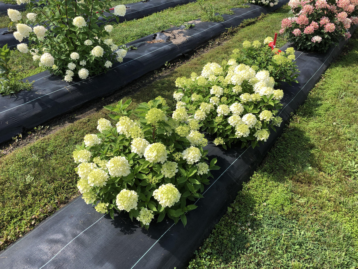Hydrangea Paniculata 'firelight Tidbit' - View 37 from www redcrocus com