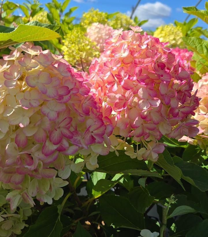 Hydrangea Paniculata 'firelight Tidbit' - View 40 from www redcrocus com