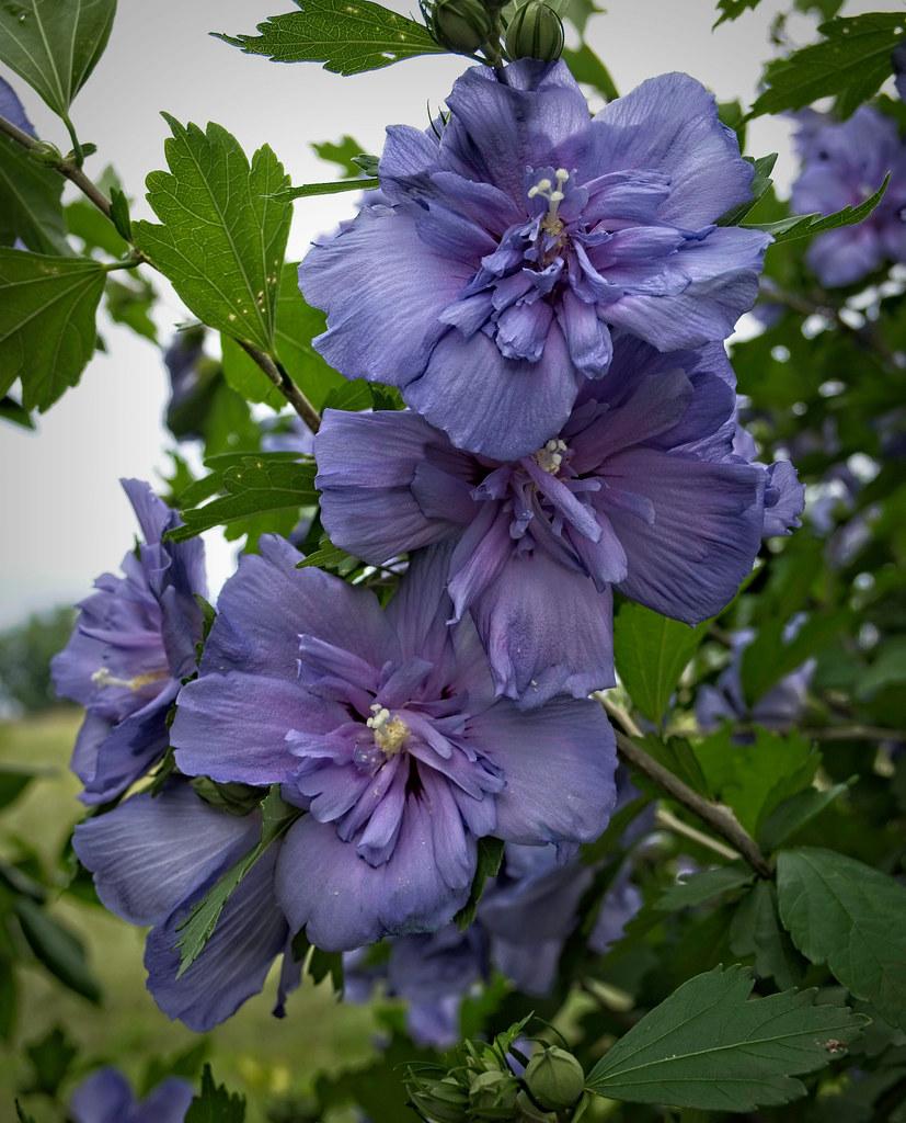Hibiscus Syriacus Blue Chiffon - View 11 from www redcrocus com