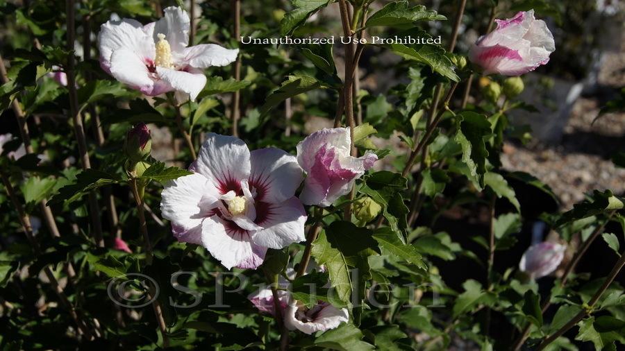 Hibiscus Syriacus Fiji - View 11 from www redcrocus com