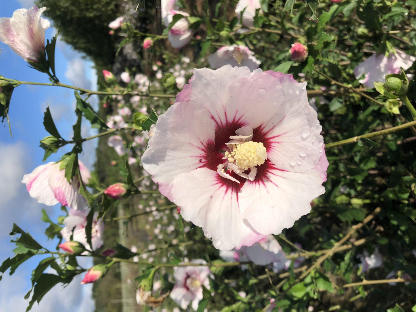 Hibiscus Syriacus Fiji - View 14 from www redcrocus com