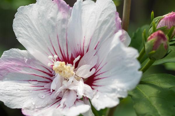 Hibiscus Syriacus Fiji - View 15 from www redcrocus com