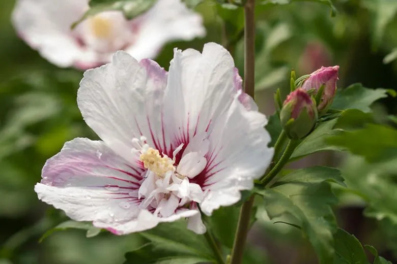 Hibiscus Syriacus Fiji - View 5 from www redcrocus com