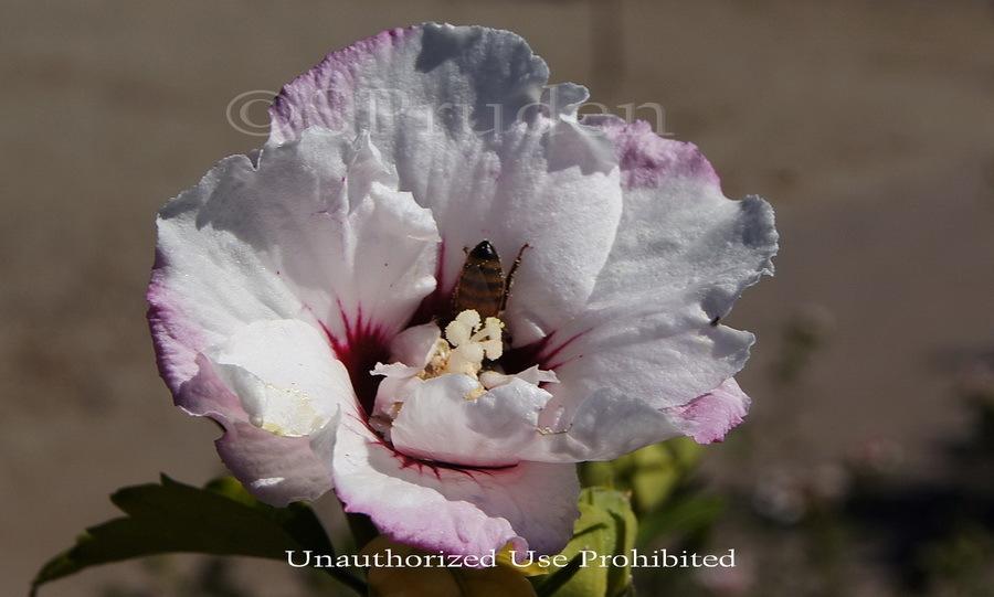 Hibiscus Syriacus Fiji - View 8 from www redcrocus com