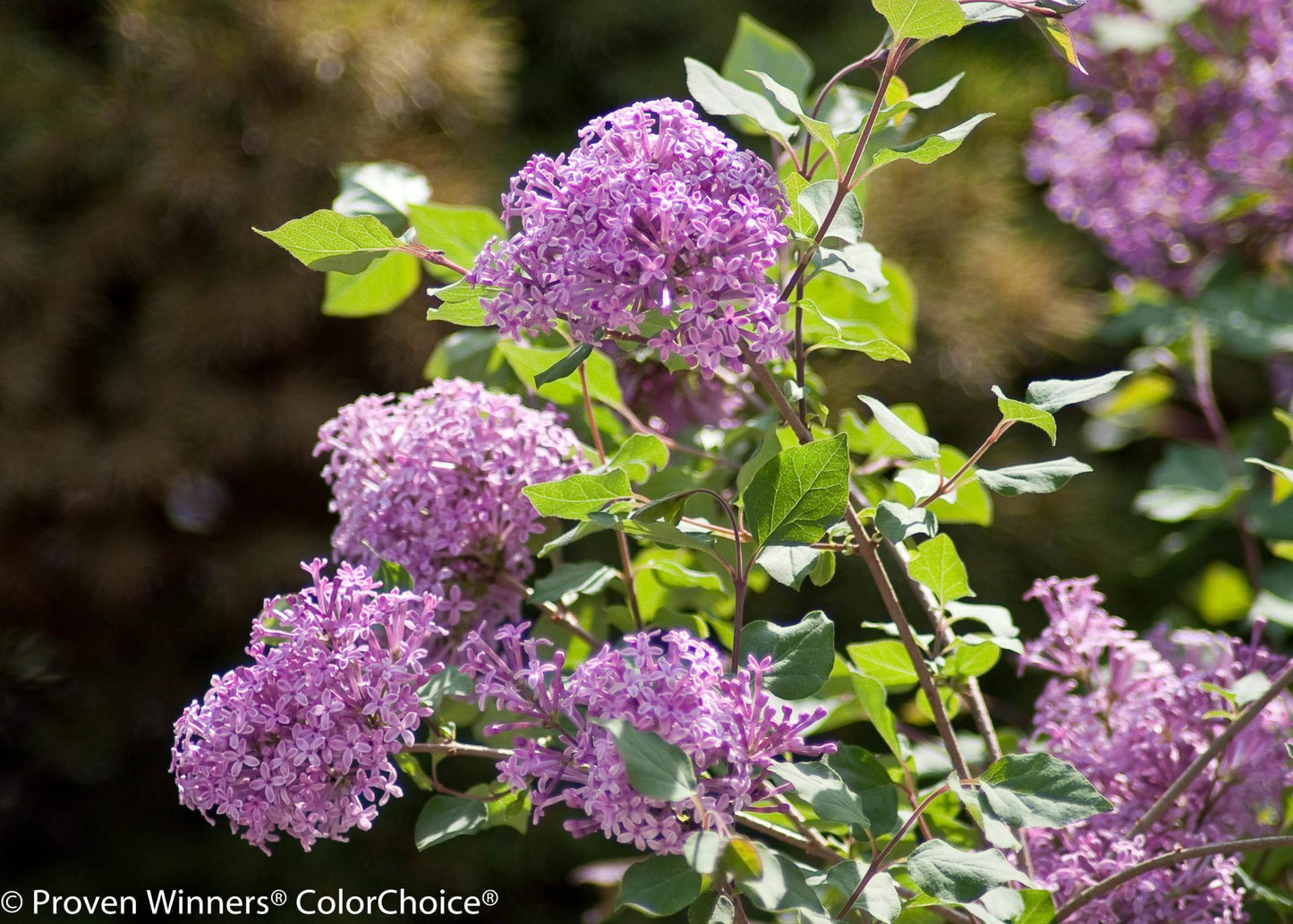 Syringa Bloomerang Dark Purple - View 19 from www redcrocus com