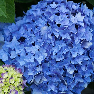 Hydrangea Macrophylla 'let's Dance Rhythmic Blue' - View 9 from www redcrocus com