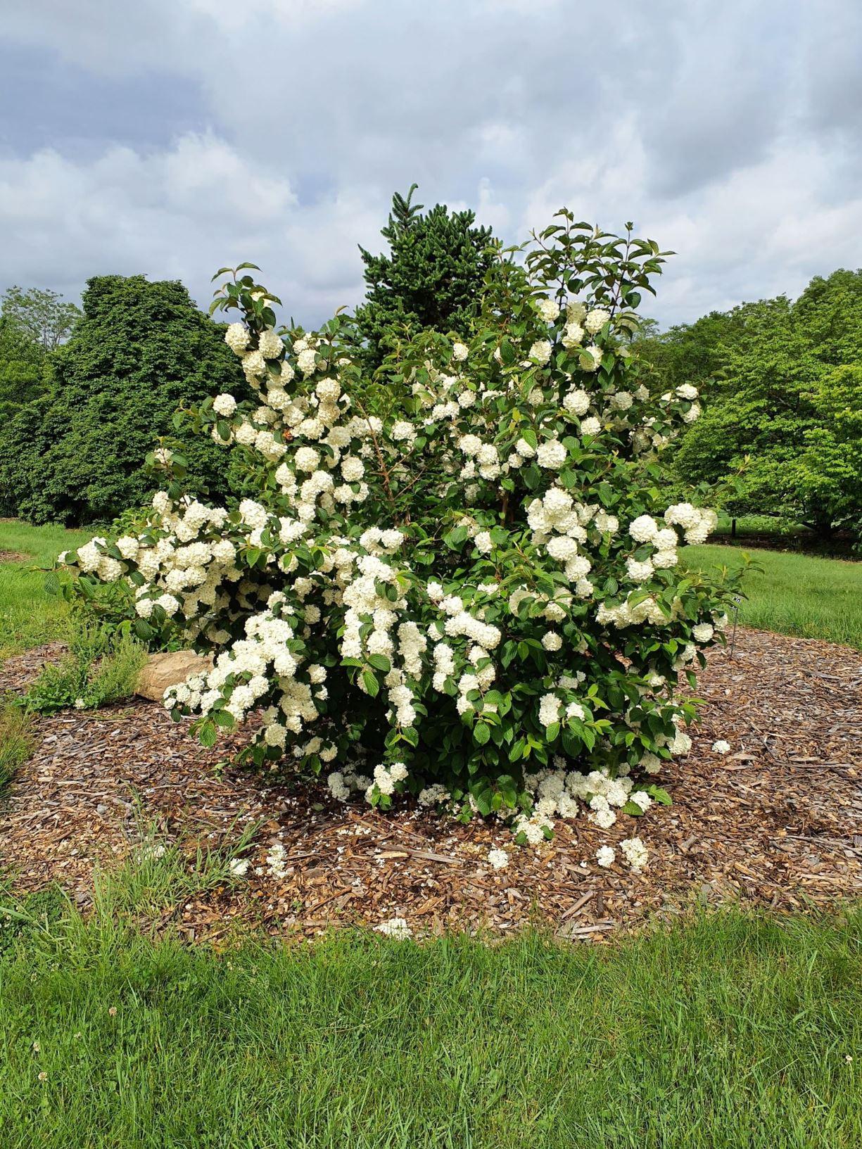 Viburnum Plicatum Var Tomentosum Kern S Pink - View 16 from www redcrocus com