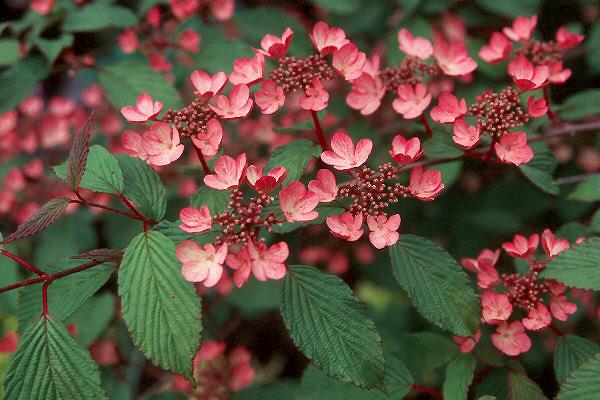 Viburnum Plicatum Var Tomentosum Kern S Pink - View 17 from www redcrocus com