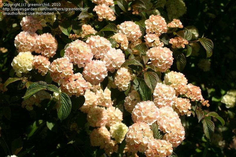Viburnum Plicatum Var Tomentosum Kern S Pink - View 2 from www redcrocus com