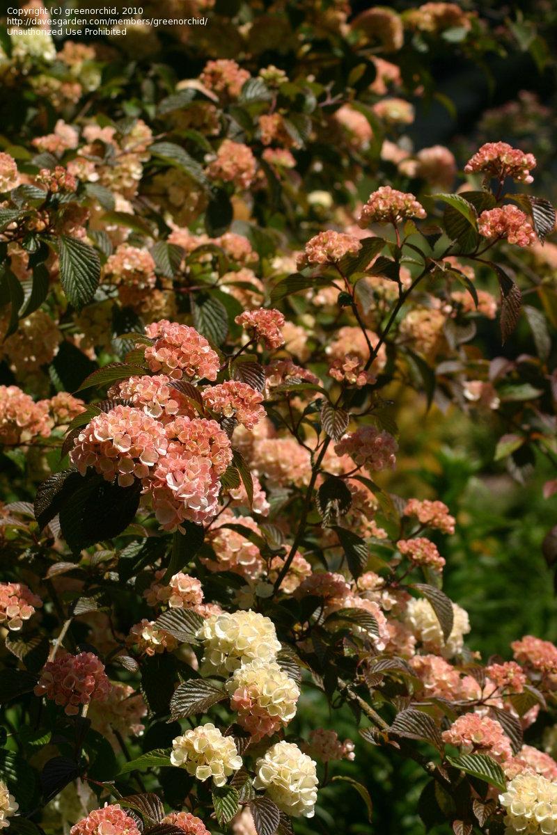 Viburnum Plicatum Var Tomentosum Kern S Pink - View 5 from www redcrocus com