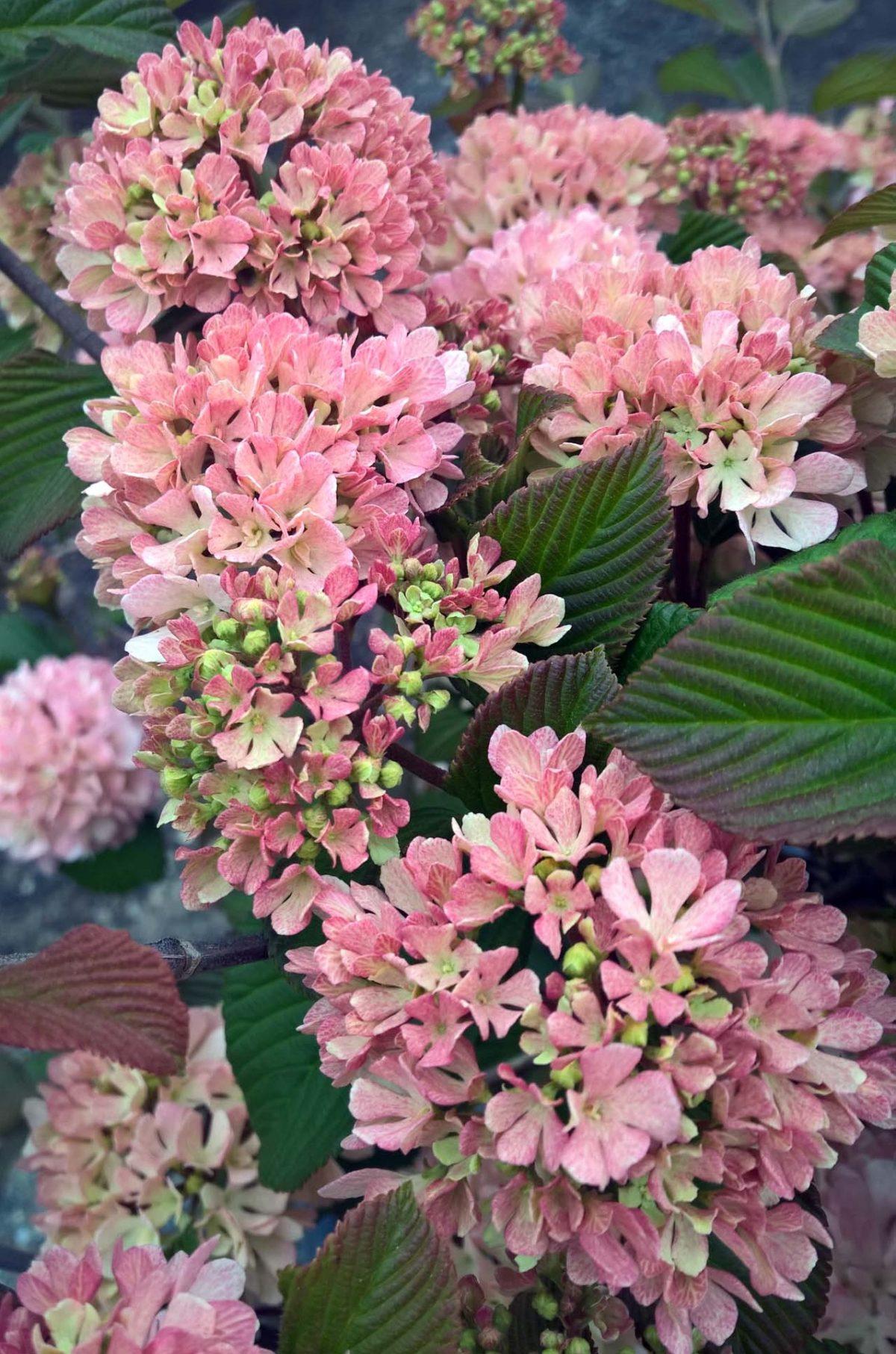 Viburnum Plicatum Var Tomentosum Kern S Pink - View 7 from www redcrocus com