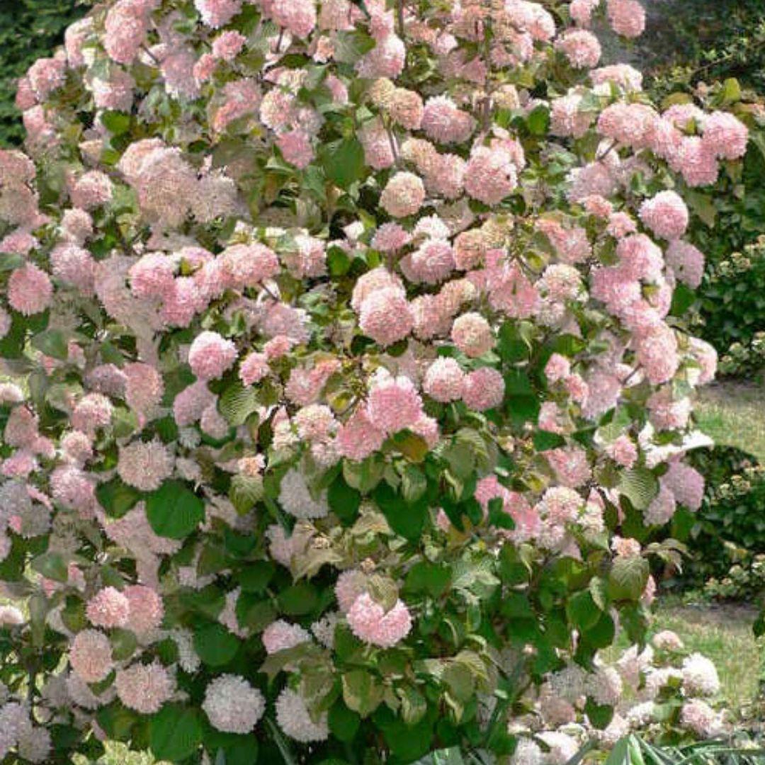 Viburnum Plicatum Var Tomentosum Kern S Pink - View 9 from www redcrocus com