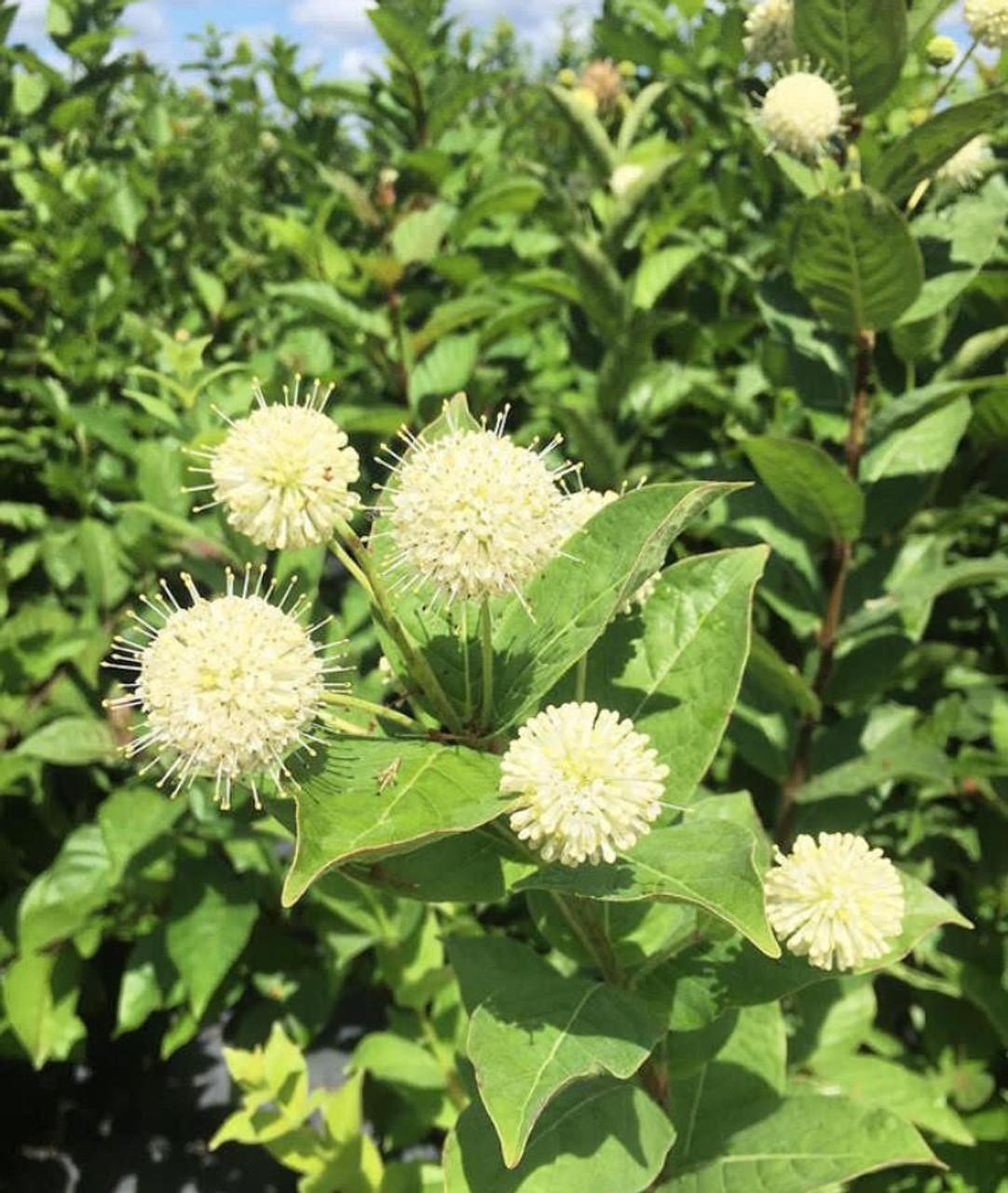 Cephalanthus Occidentalis - View 13 from www redcrocus com