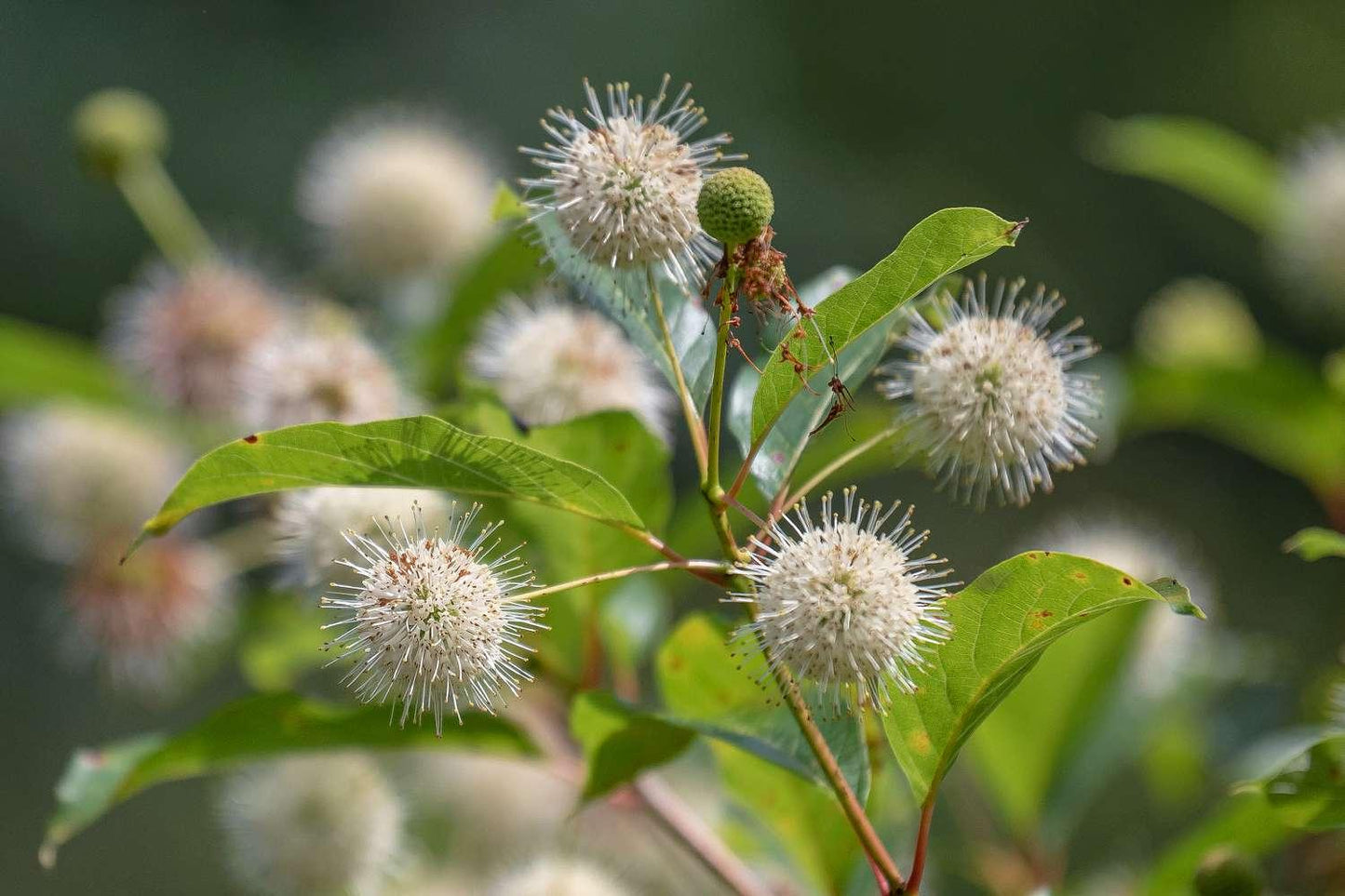 Cephalanthus Occidentalis - View 15 from www redcrocus com