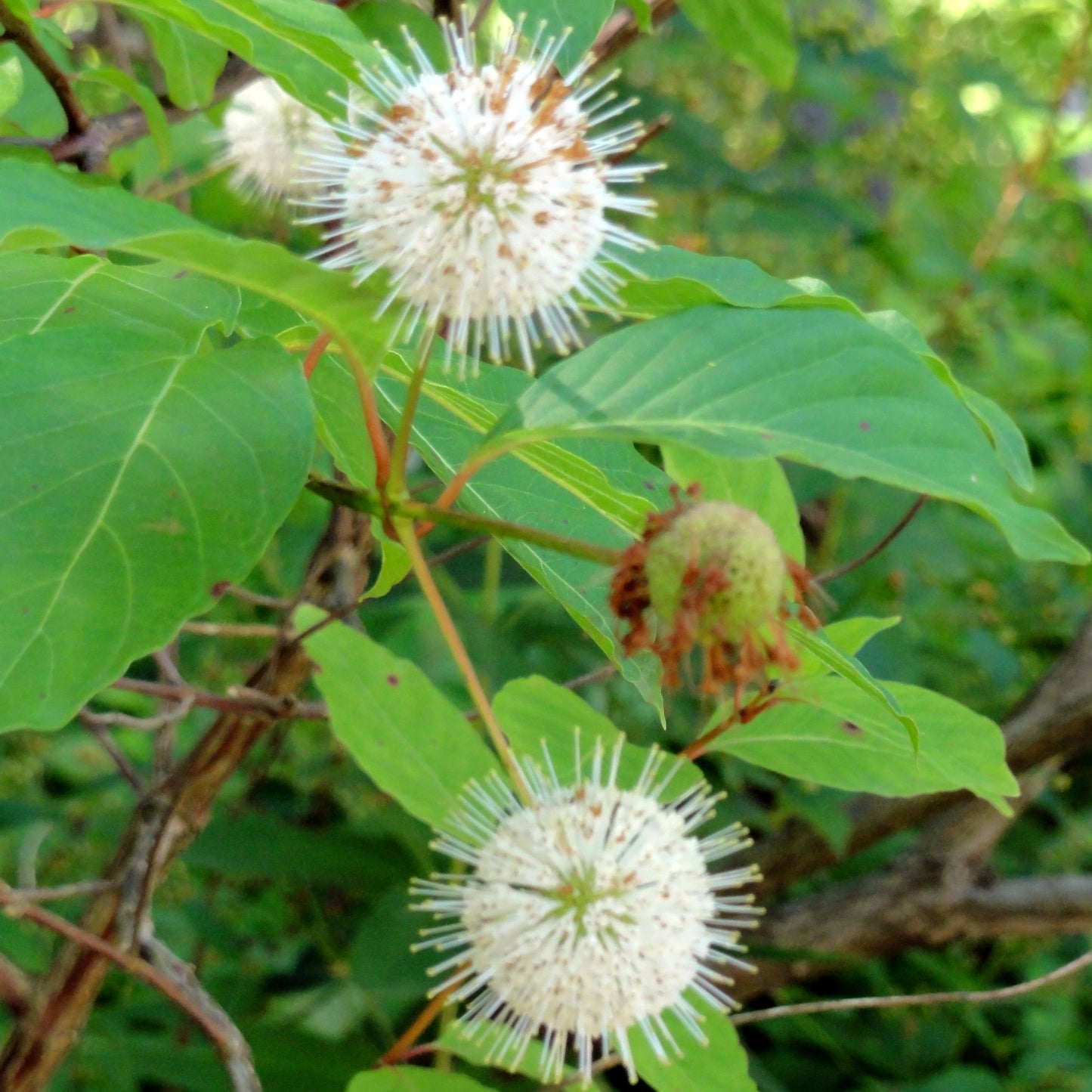 Cephalanthus Occidentalis - View 21 from www redcrocus com