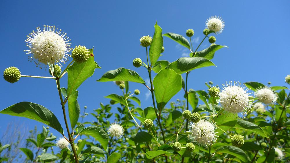 Cephalanthus Occidentalis - View 3 from www redcrocus com