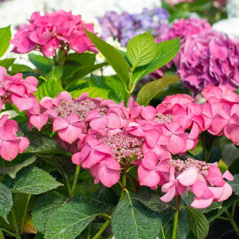 Hydrangea Macrophylla Pop Star - View 14 from www redcrocus com