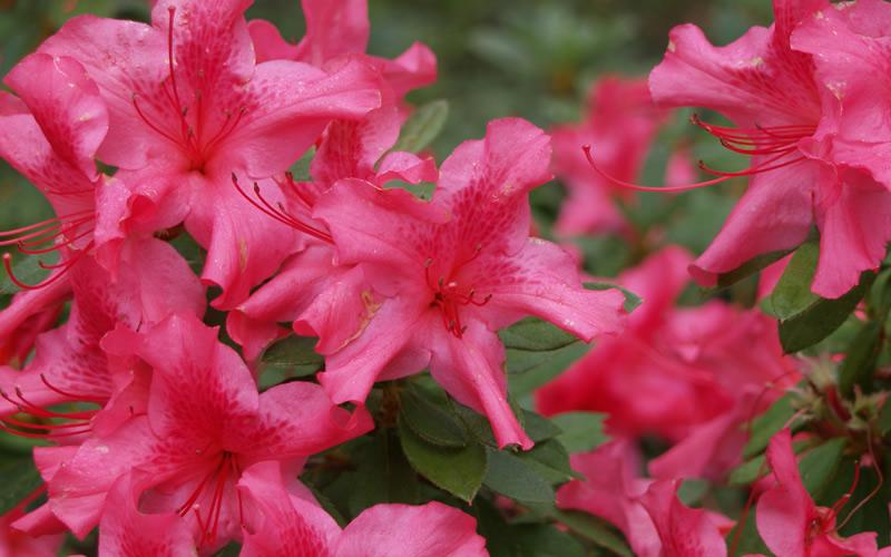Azalea Autumn Sundance Encore - View 10 from www redcrocus com