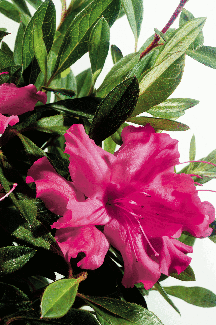 Azalea Autumn Sundance Encore - View 11 from www redcrocus com