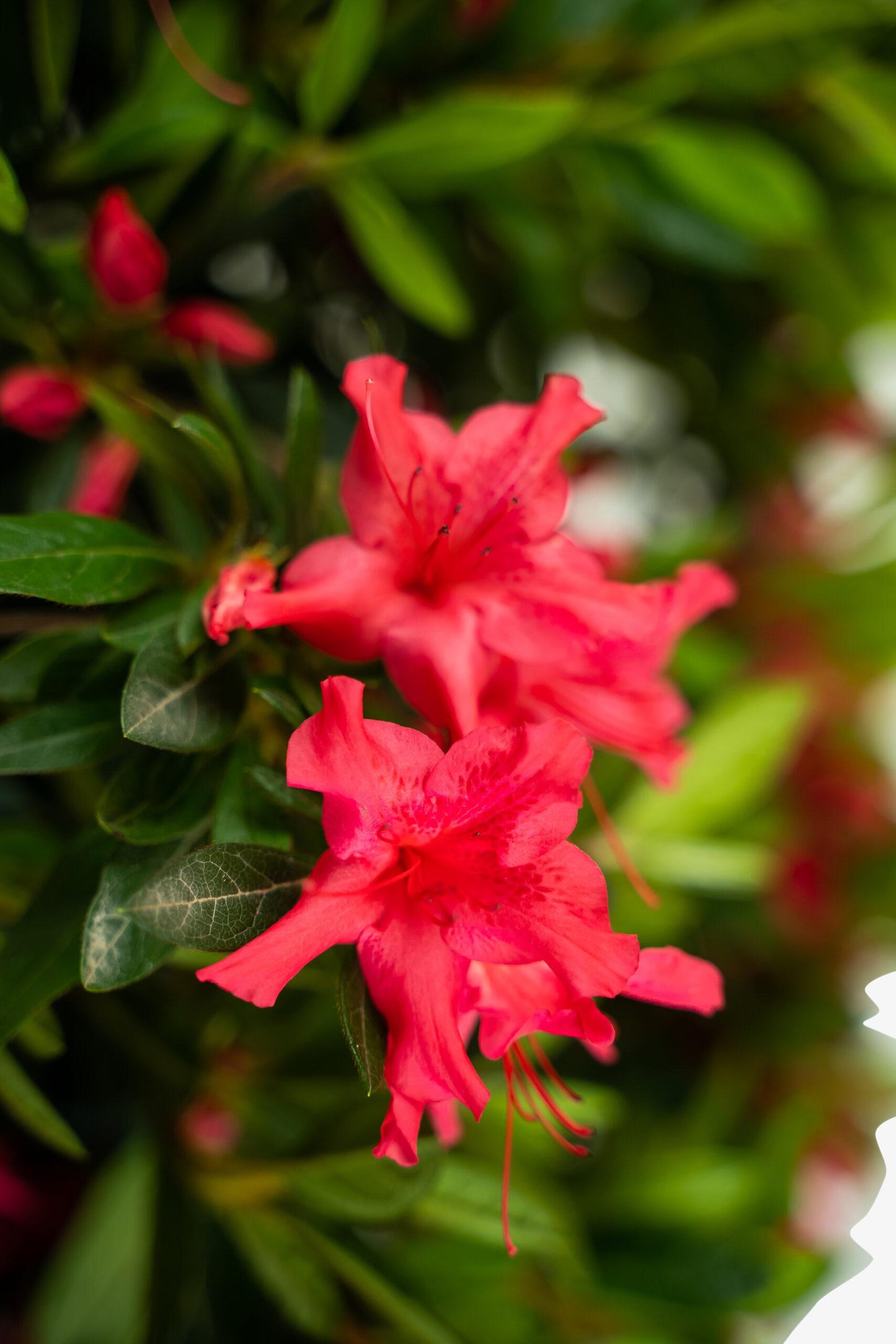 Azalea Autumn Sundance Encore - View 13 from www redcrocus com
