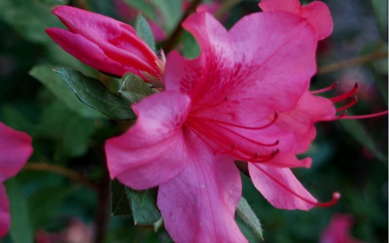 Azalea Autumn Sundance Encore - View 14 from www redcrocus com