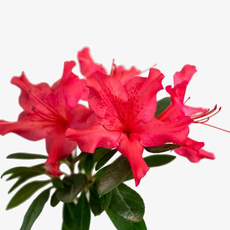 Azalea Autumn Sundance Encore - View 15 from www redcrocus com