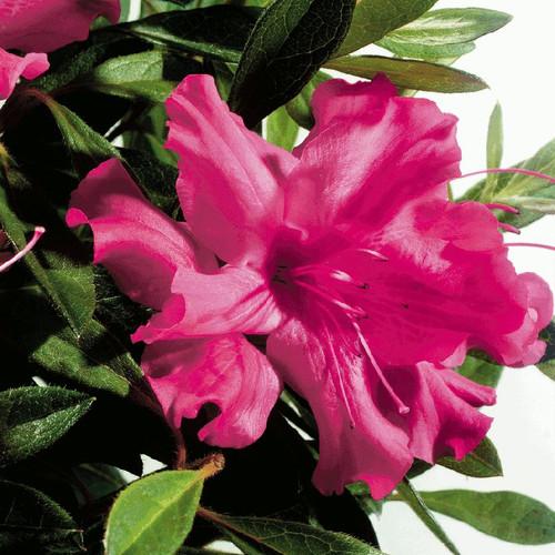 Azalea Autumn Sundance Encore - View 16 from www redcrocus com