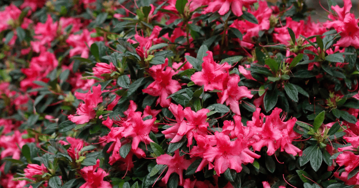 Azalea Autumn Sundance Encore - View 17 from www redcrocus com