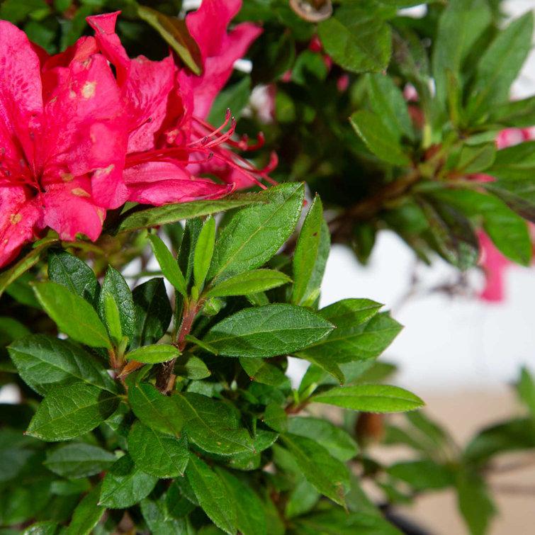 Azalea Autumn Sundance Encore - View 17 from www redcrocus com