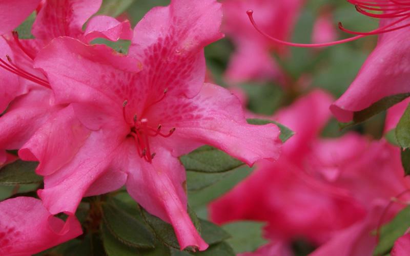 Azalea Autumn Sundance Encore - View 18 from www redcrocus com