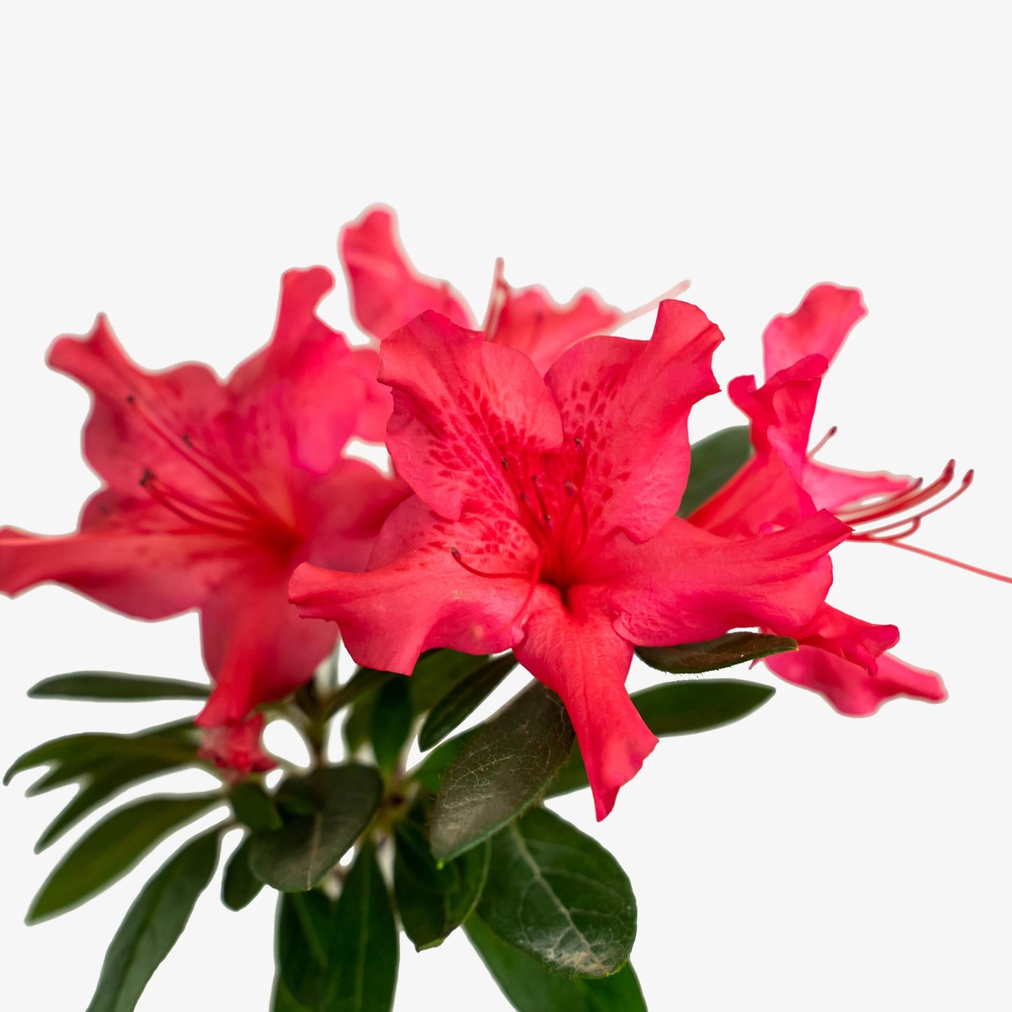 Azalea Autumn Sundance Encore - View 19 from www redcrocus com