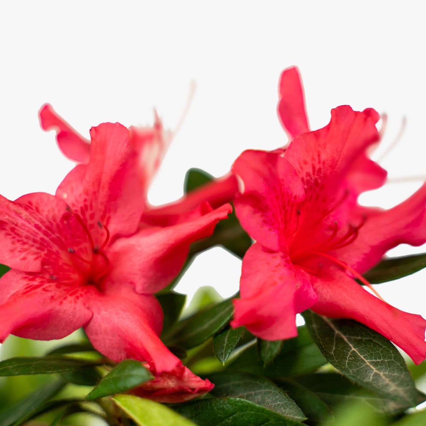 Azalea Autumn Sundance Encore - View 2 from www redcrocus com
