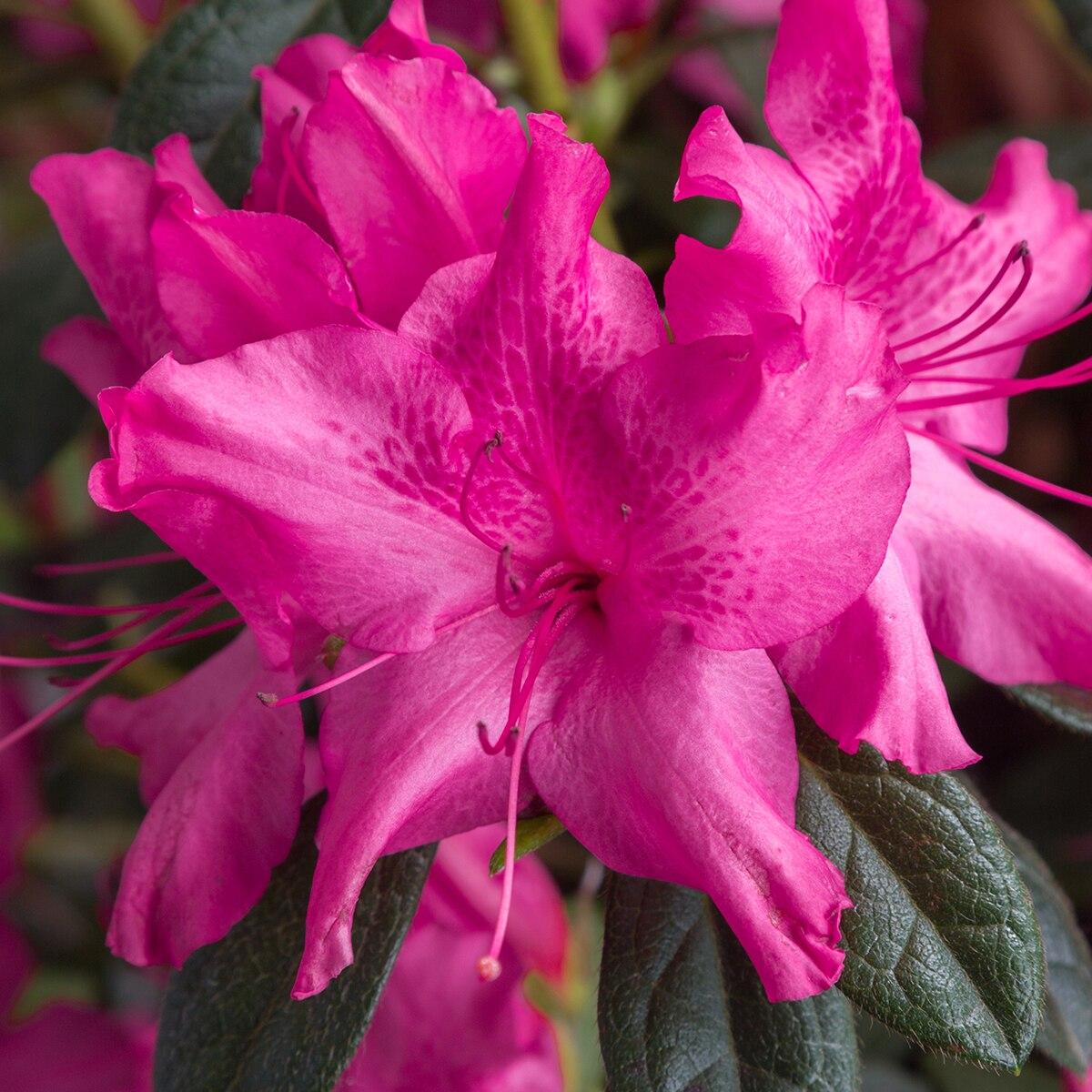 Azalea Autumn Sundance Encore - View 3 from www redcrocus com