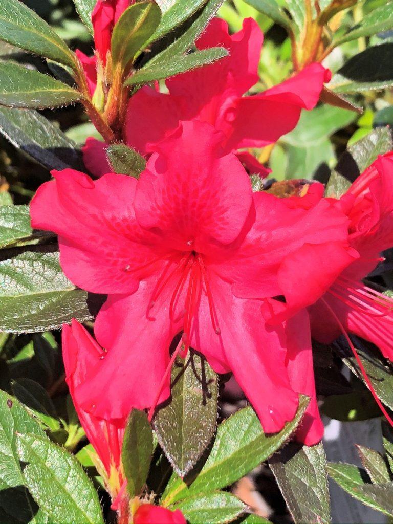 Azalea Autumn Sundance Encore - View 4 from www redcrocus com