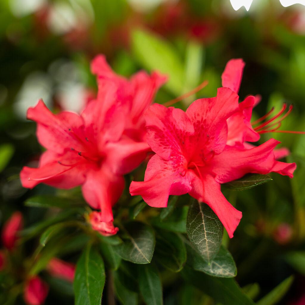 Azalea Autumn Sundance Encore - View 5 from www redcrocus com
