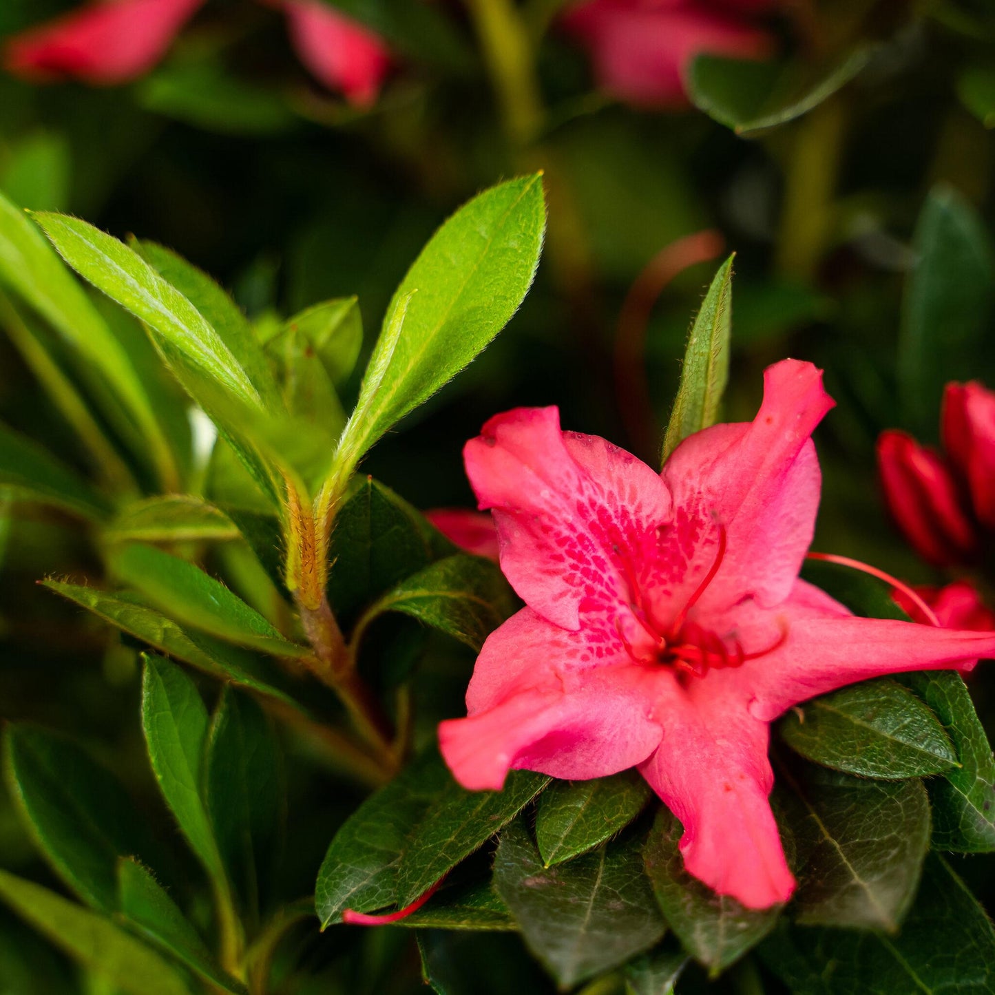 Azalea Autumn Sundance Encore - View 6 from www redcrocus com