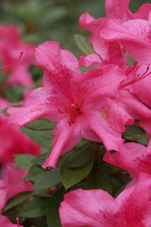 Azalea Autumn Sundance Encore - View 7 from www redcrocus com