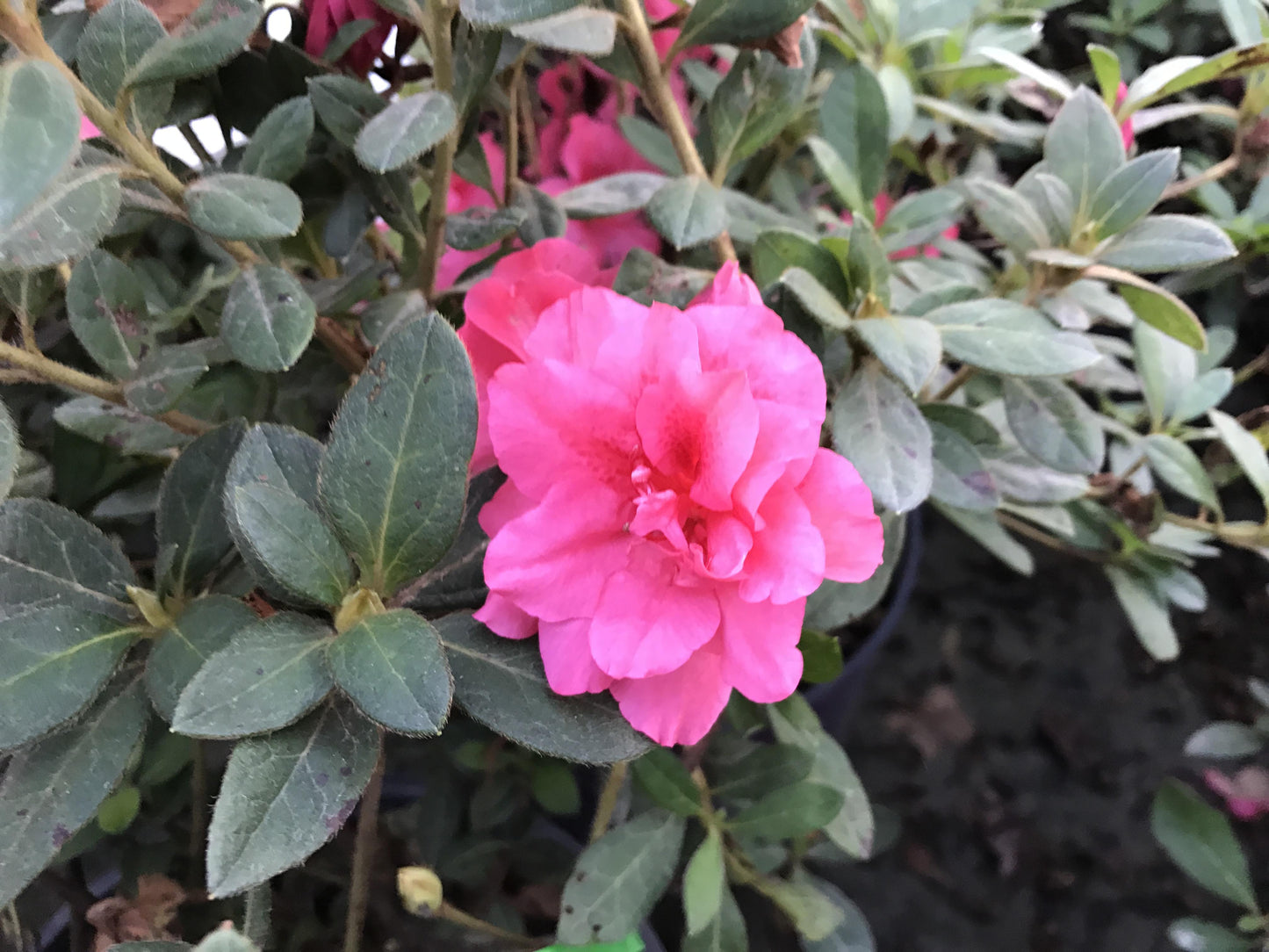 Azalea Autumn Sundance Encore - View 8 from www redcrocus com
