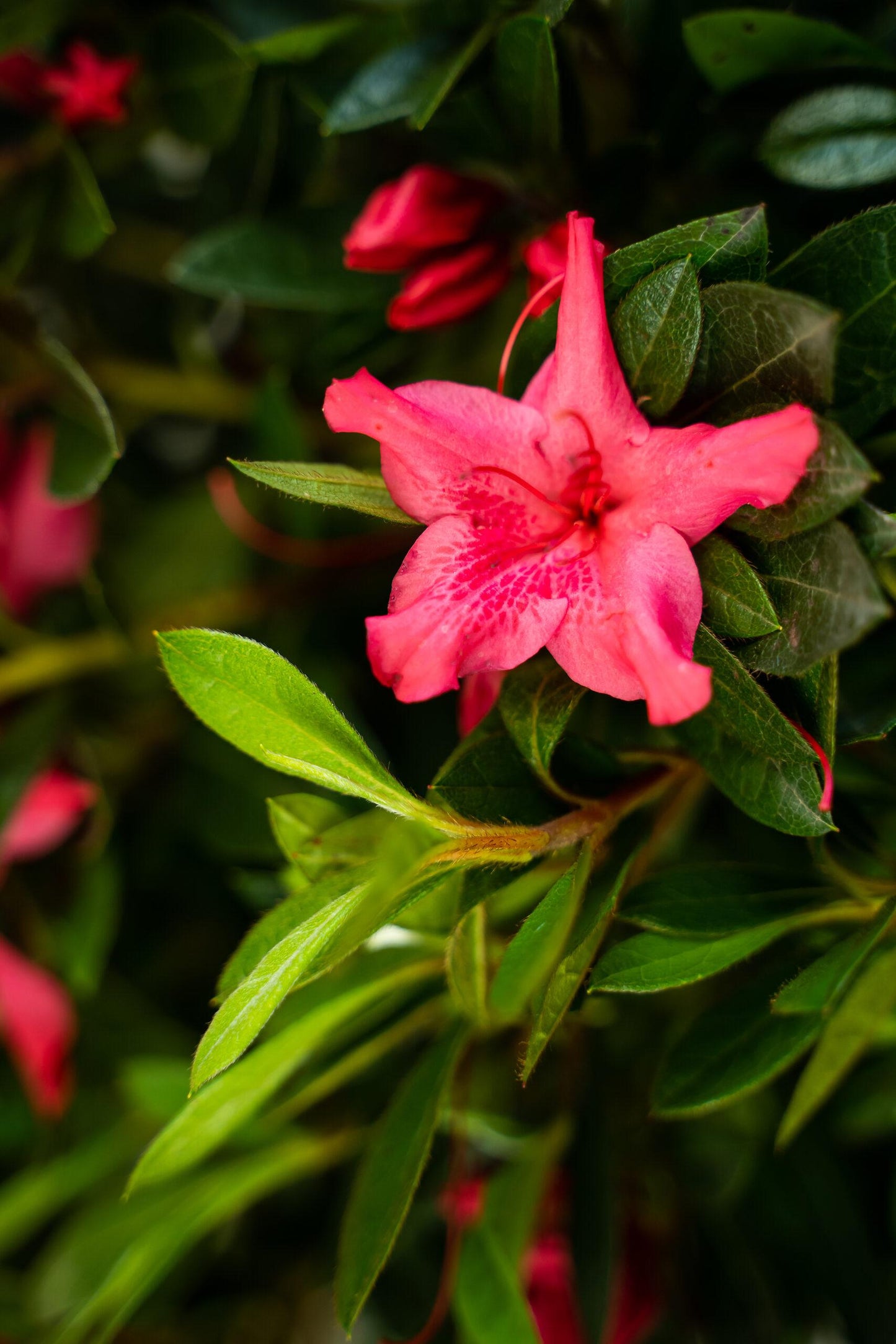 Azalea Autumn Sundance Encore - View 9 from www redcrocus com