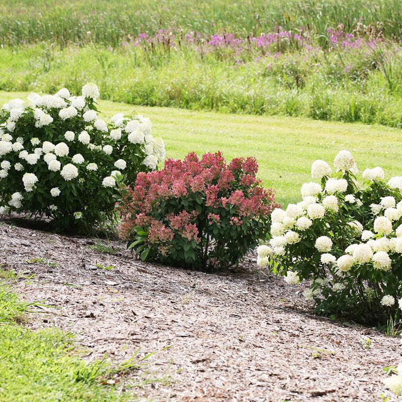 Hydrangea Paniculata 'tiny Quick Fire' - View 10 from www redcrocus com
