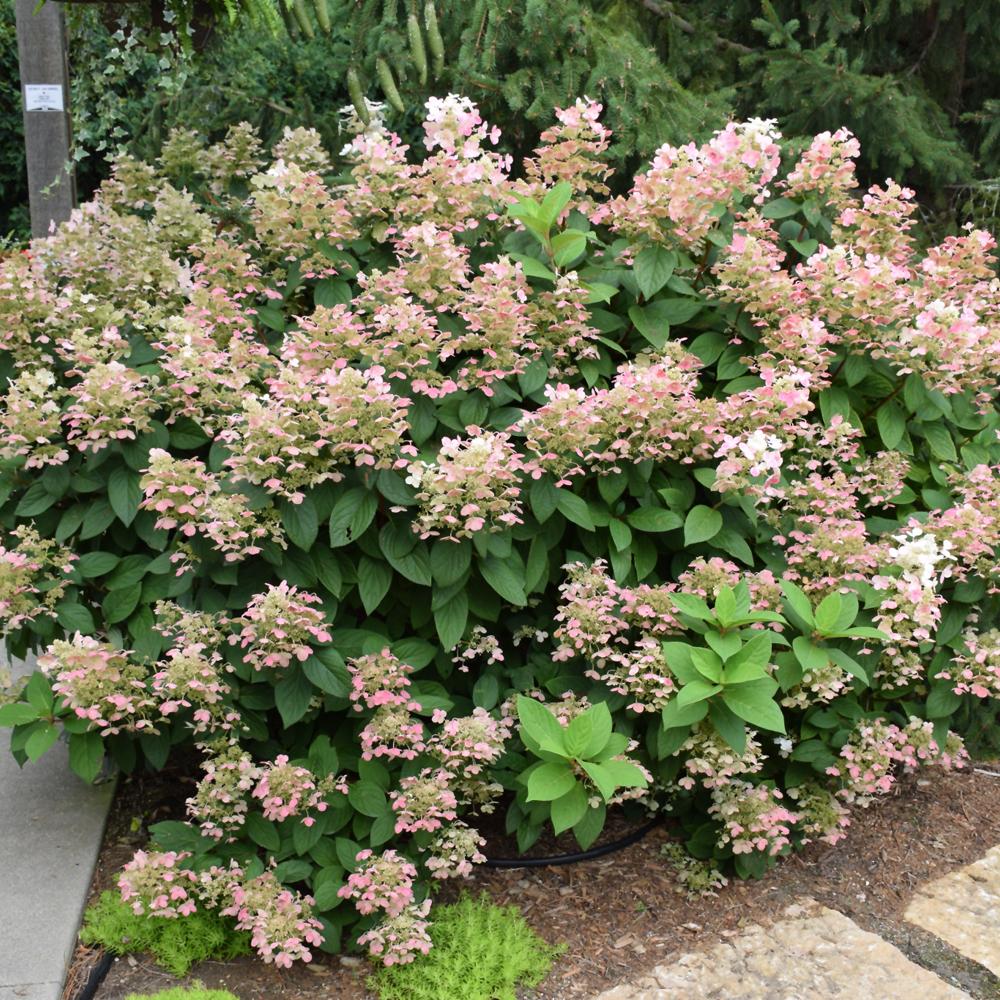 Hydrangea Paniculata 'tiny Quick Fire' - View 17 from www redcrocus com