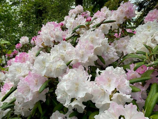 Rhododendron Yakushimanum 'ken Janek' - View 10 from www redcrocus com