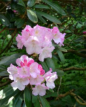 Rhododendron Yakushimanum 'ken Janek' - View 9 from www redcrocus com