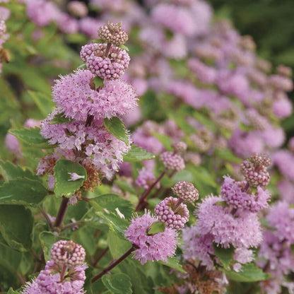 Caryopteris 'beyond Pink'd' - View 10 from www redcrocus com