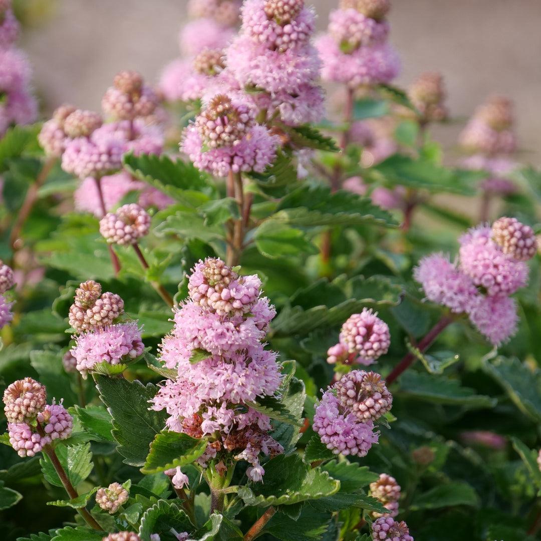 Caryopteris 'beyond Pink'd' - View 12 from www redcrocus com