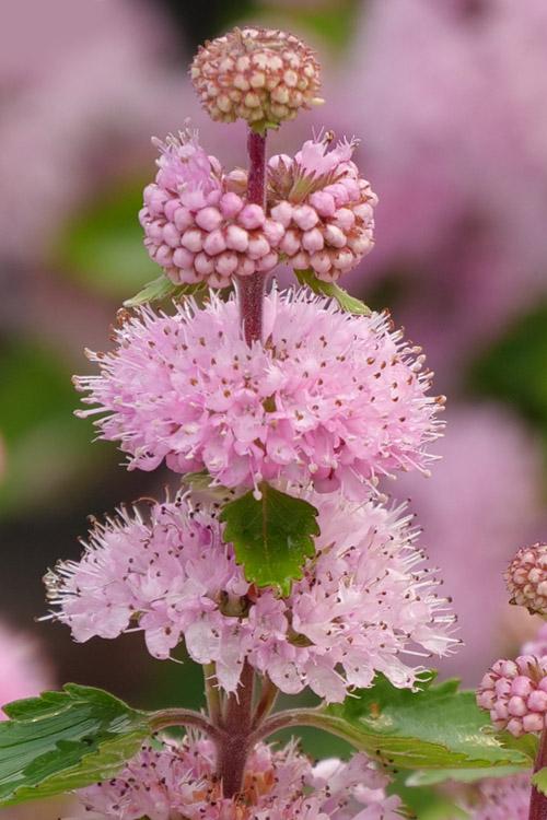 Caryopteris 'beyond Pink'd' - View 15 from www redcrocus com