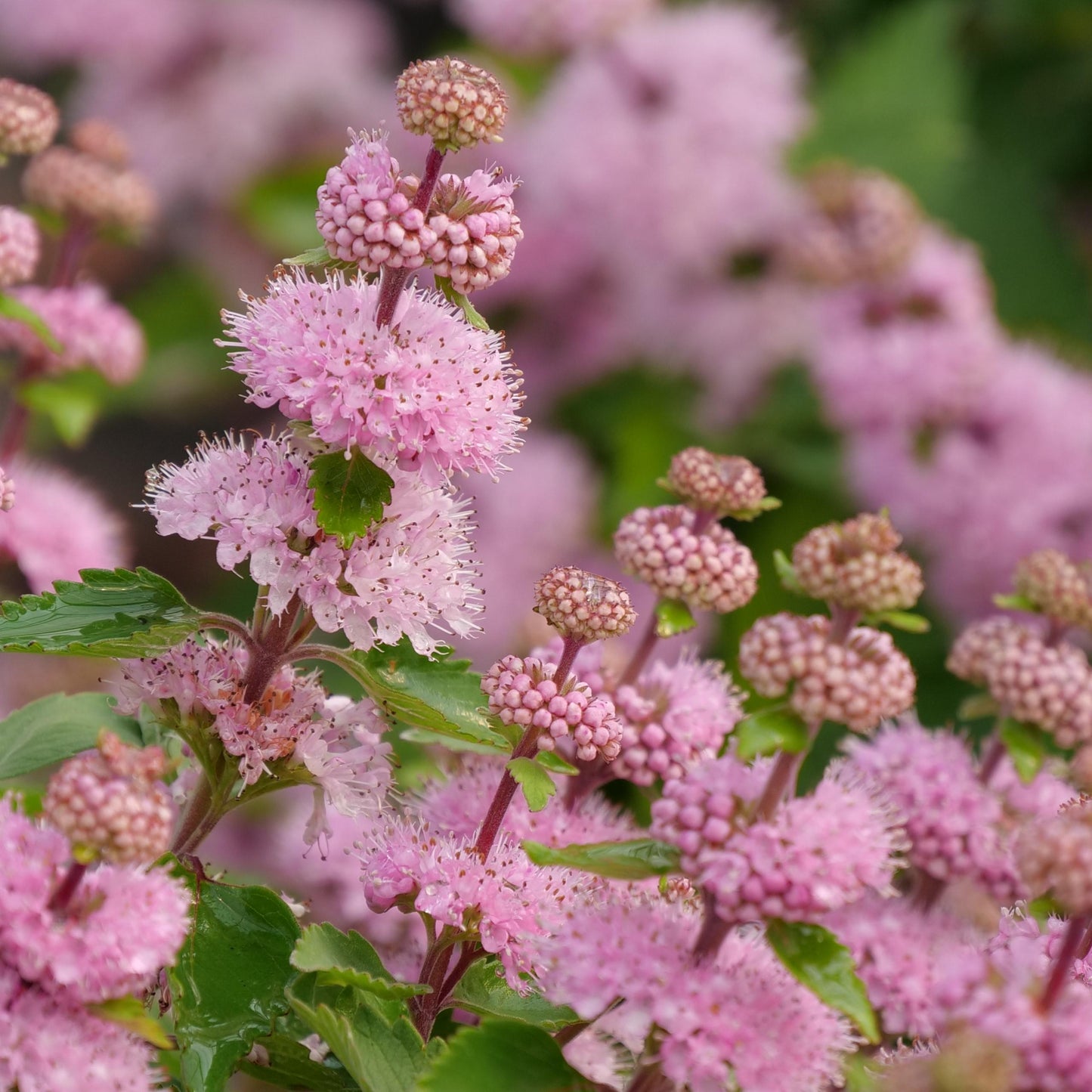 Caryopteris 'beyond Pink'd' - View 1 from www redcrocus com