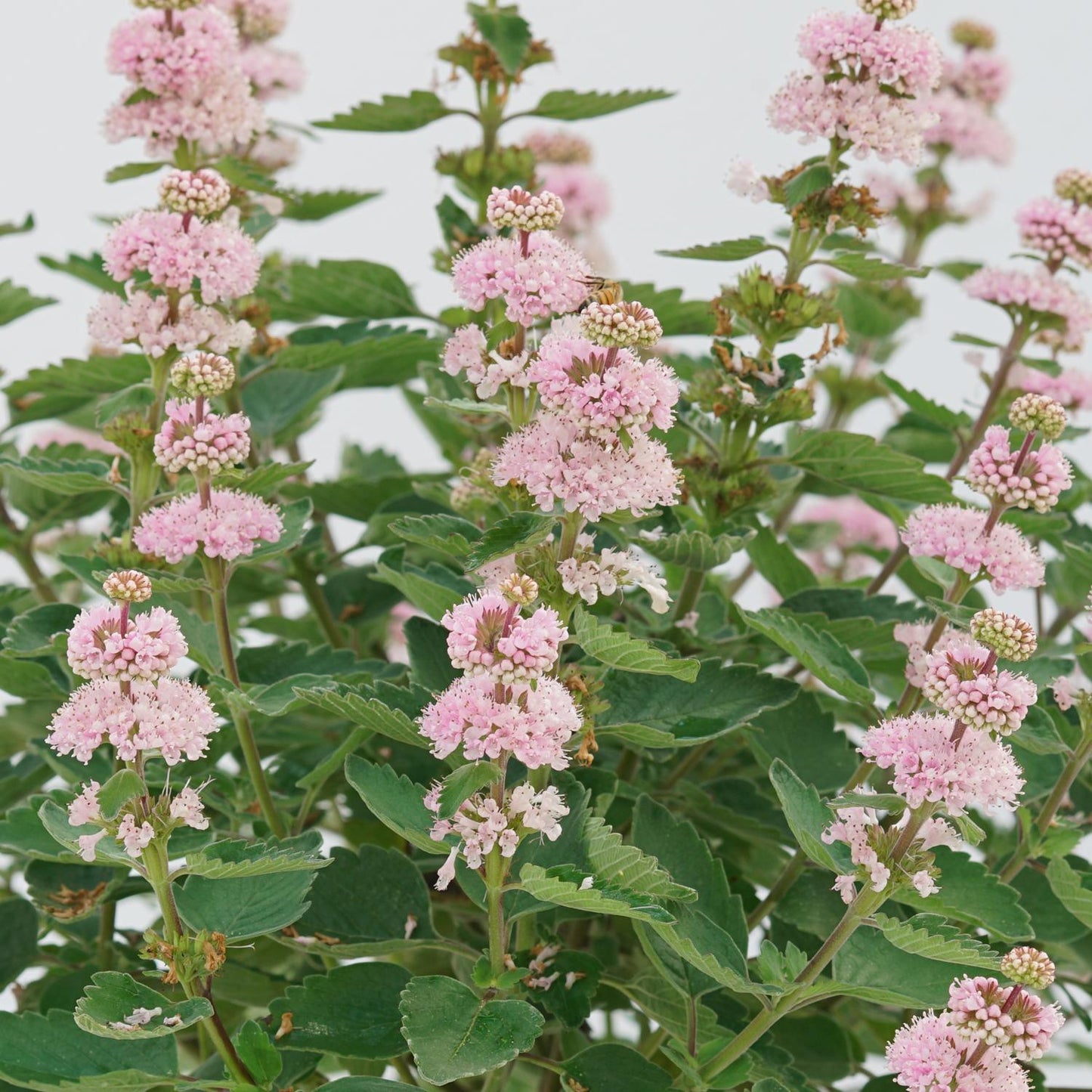 Caryopteris 'beyond Pink'd' - View 5 from www redcrocus com