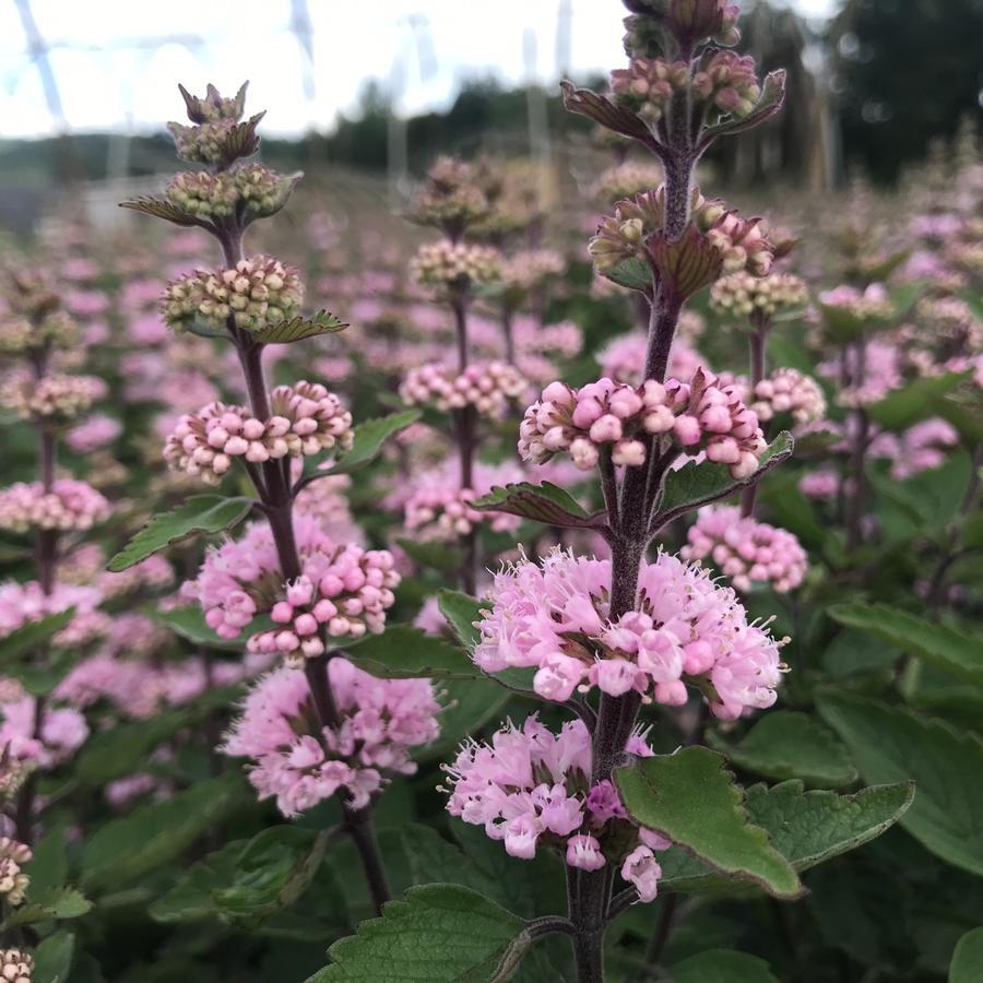 Caryopteris 'beyond Pink'd' - View 6 from www redcrocus com